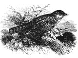 Night Hawk (Caprimulgus europaeus) Heb. TaChMaS (Lev.11.16, Deut.14.15)